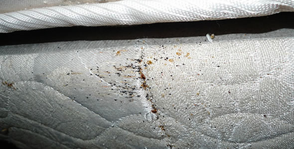 ... Bed Bug Inspection and Treatment Services | Bed Bug Images | Central